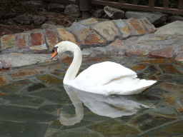 Swan at the Palmitos Park
