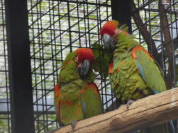 Great Green Macaws at the Palmitos Park