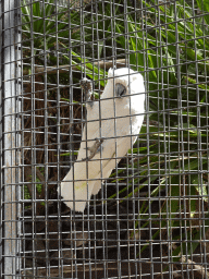 White Cockatoo at the Palmitos Park