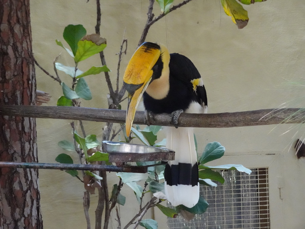 Hornbill at the Palmitos Park