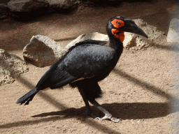 Southern Ground Hornbill at the Palmitos Park