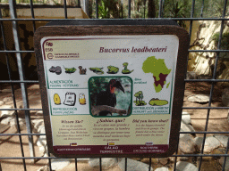 Explanation on the Southern Ground Hornbill at the Palmitos Park