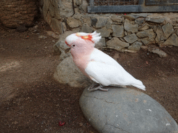 Pink Cockatoo at the Palmitos Park