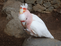 Pink Cockatoo at the Palmitos Park
