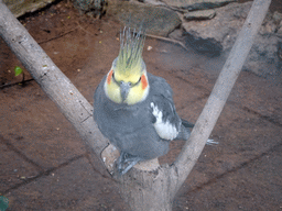 Cockatiel at the Palmitos Park