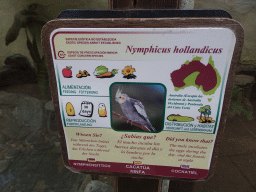 Explanation on the Cockatiel at the Palmitos Park
