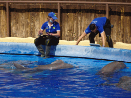 Zookeepers and Dolphins at the Dolphinarium at the Palmitos Park, just before the Dolphin Show