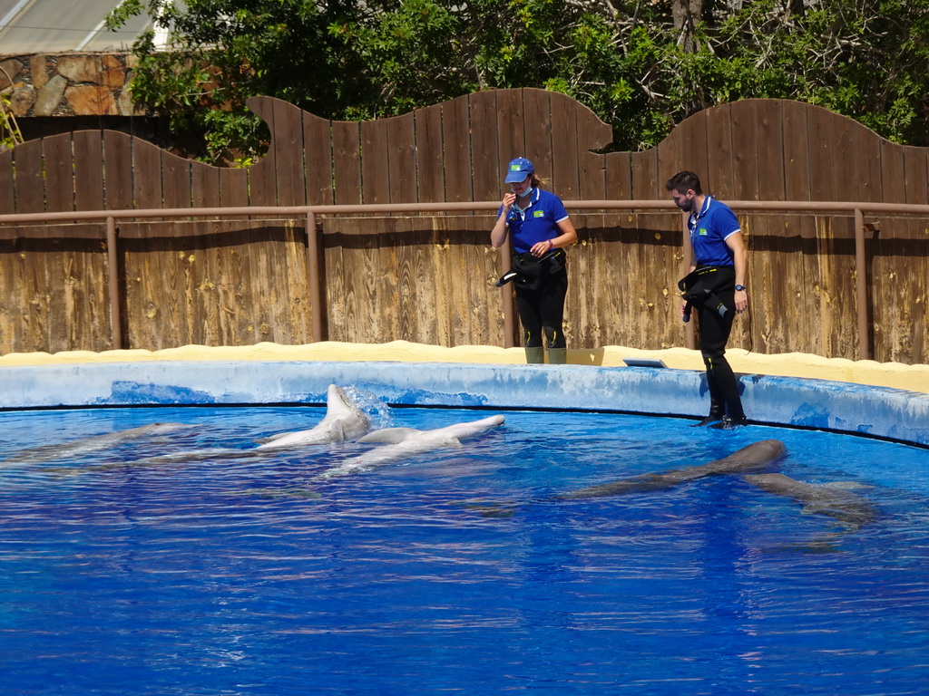 Zookeepers and Dolphins at the Dolphinarium at the Palmitos Park, just before the Dolphin Show