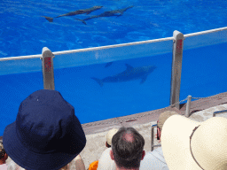 Dolphins at the Dolphinarium at the Palmitos Park, during the Dolphin Show