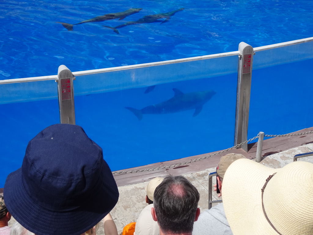 Dolphins at the Dolphinarium at the Palmitos Park, during the Dolphin Show