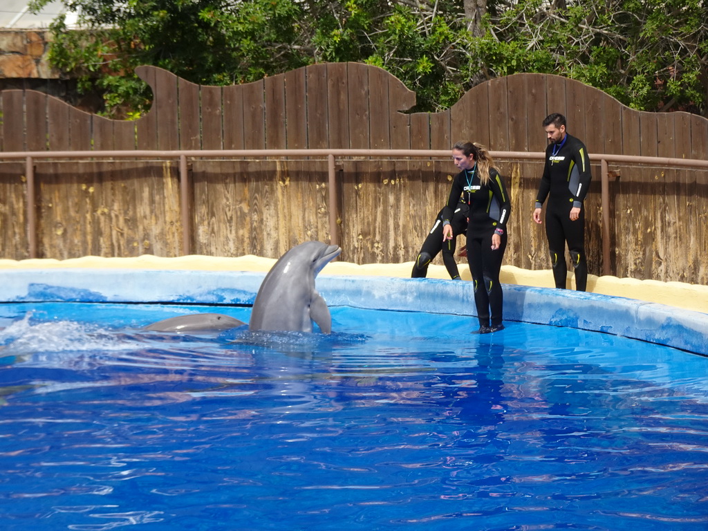 Zookeepers and Dolphins at the Dolphinarium at the Palmitos Park, during the Dolphin Show