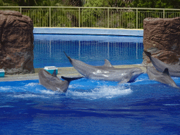 Dolphins at the Dolphinarium at the Palmitos Park, during the Dolphin Show