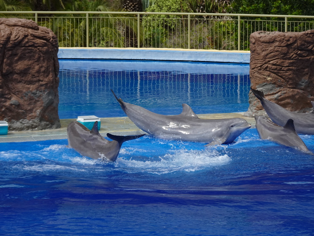 Dolphins at the Dolphinarium at the Palmitos Park, during the Dolphin Show