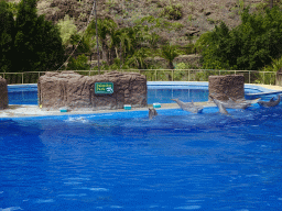 Dolphins at the Dolphinarium at the Palmitos Park, during the Dolphin Show