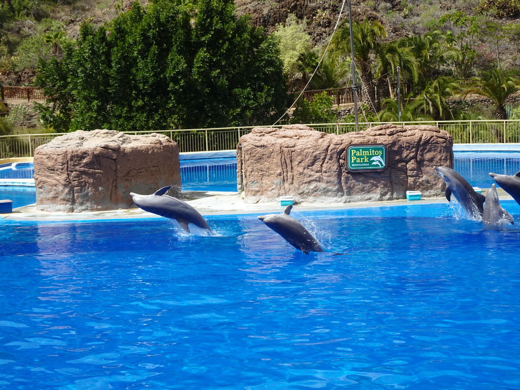 Jumping Dolphins at the Dolphinarium at the Palmitos Park, during the Dolphin Show