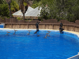 Zookeepers and Dolphins at the Dolphinarium at the Palmitos Park, during the Dolphin Show