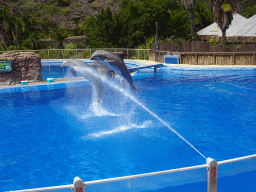 Zookeeper and jumping Dolphins at the Dolphinarium at the Palmitos Park, during the Dolphin Show