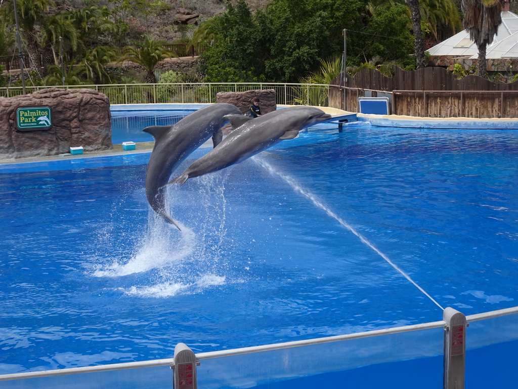 Zookeeper and jumping Dolphins at the Dolphinarium at the Palmitos Park, during the Dolphin Show