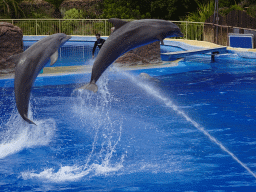 Zookeeper and jumping Dolphins at the Dolphinarium at the Palmitos Park, during the Dolphin Show