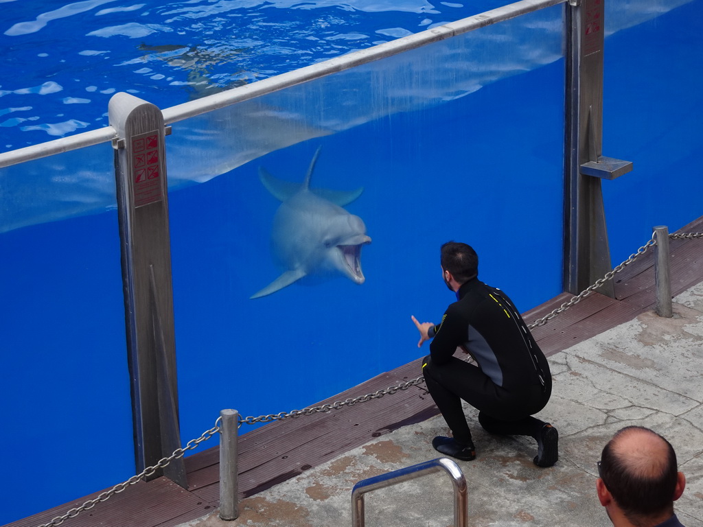 Zookeeper and Dolphin at the Dolphinarium at the Palmitos Park, during the Dolphin Show