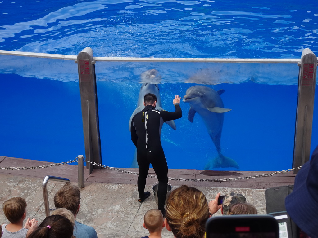 Zookeeper and Dolphins at the Dolphinarium at the Palmitos Park, during the Dolphin Show