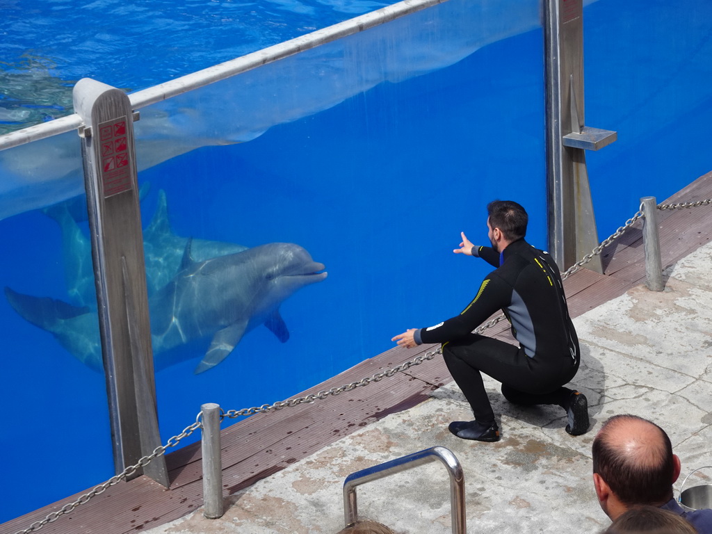 Zookeeper and Dolphins at the Dolphinarium at the Palmitos Park, during the Dolphin Show