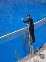 Zookeeper and Dolphins at the Dolphinarium at the Palmitos Park, during the Dolphin Show
