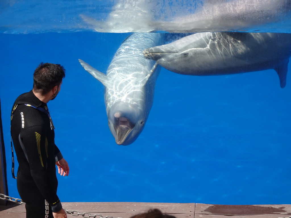 Zookeeper and Dolphins at the Dolphinarium at the Palmitos Park, during the Dolphin Show