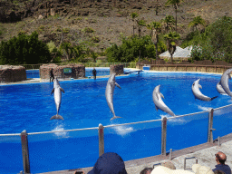 Zookeepers and jumping Dolphins at the Dolphinarium at the Palmitos Park, during the Dolphin Show