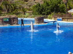 Zookeeper and standing Dolphins at the Dolphinarium at the Palmitos Park, during the Dolphin Show