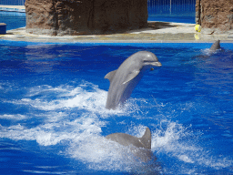 Dolphins at the Dolphinarium at the Palmitos Park, during the Dolphin Show