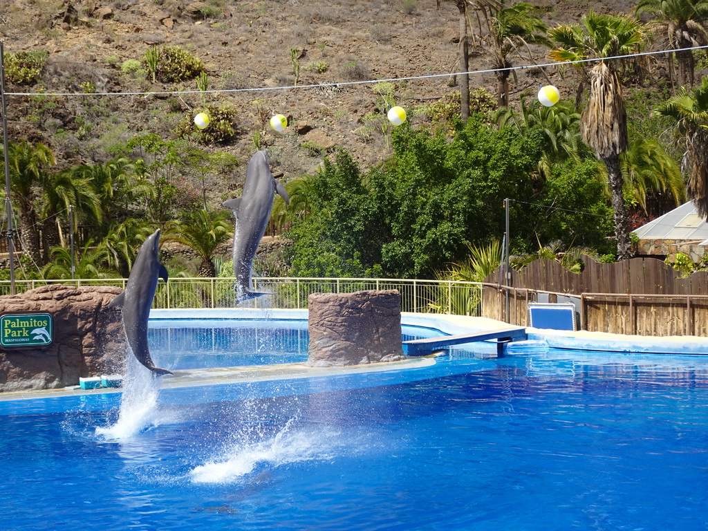 Jumping Dolphins at the Dolphinarium at the Palmitos Park, during the Dolphin Show