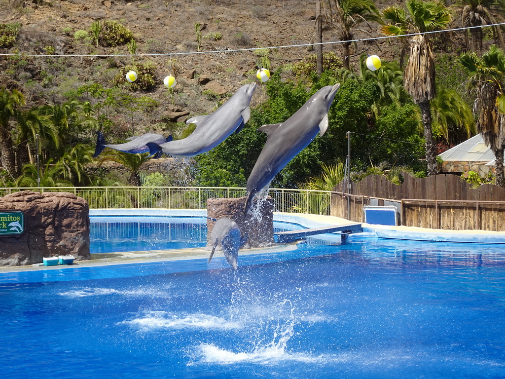 Jumping Dolphins at the Dolphinarium at the Palmitos Park, during the Dolphin Show