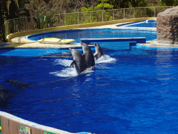 Standing Dolphins at the Dolphinarium at the Palmitos Park, during the Dolphin Show