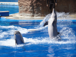 Zookeeper and Dolphins at the Dolphinarium at the Palmitos Park, during the Dolphin Show