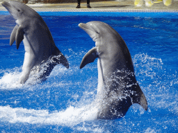 Standing Dolphins at the Dolphinarium at the Palmitos Park, during the Dolphin Show