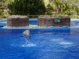 Jumping Dolphin at the Dolphinarium at the Palmitos Park, during the Dolphin Show
