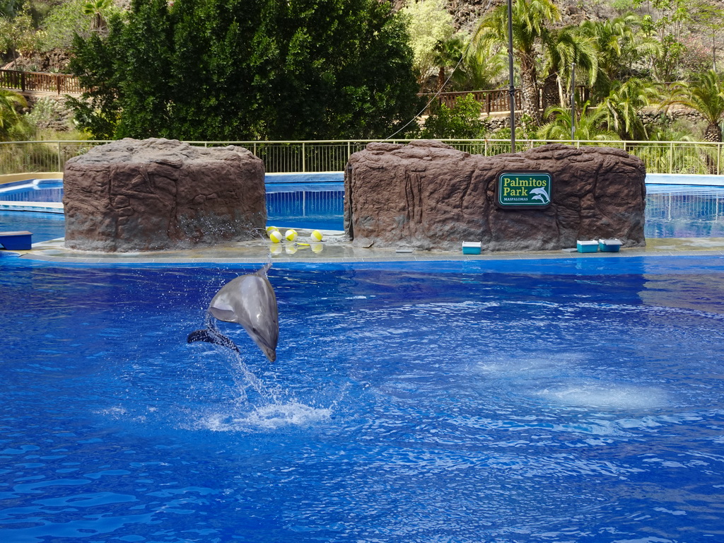 Jumping Dolphin at the Dolphinarium at the Palmitos Park, during the Dolphin Show
