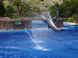 Jumping Dolphins at the Dolphinarium at the Palmitos Park, during the Dolphin Show