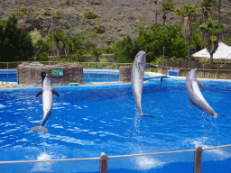 Zookeeper and Jumping Dolphins at the Dolphinarium at the Palmitos Park, during the Dolphin Show