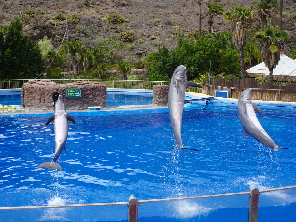 Zookeeper and Jumping Dolphins at the Dolphinarium at the Palmitos Park, during the Dolphin Show