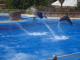 Jumping Dolphins at the Dolphinarium at the Palmitos Park, during the Dolphin Show