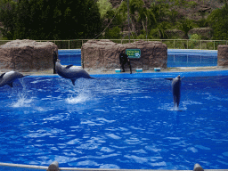 Zookeepers and Jumping Dolphins at the Dolphinarium at the Palmitos Park, during the Dolphin Show