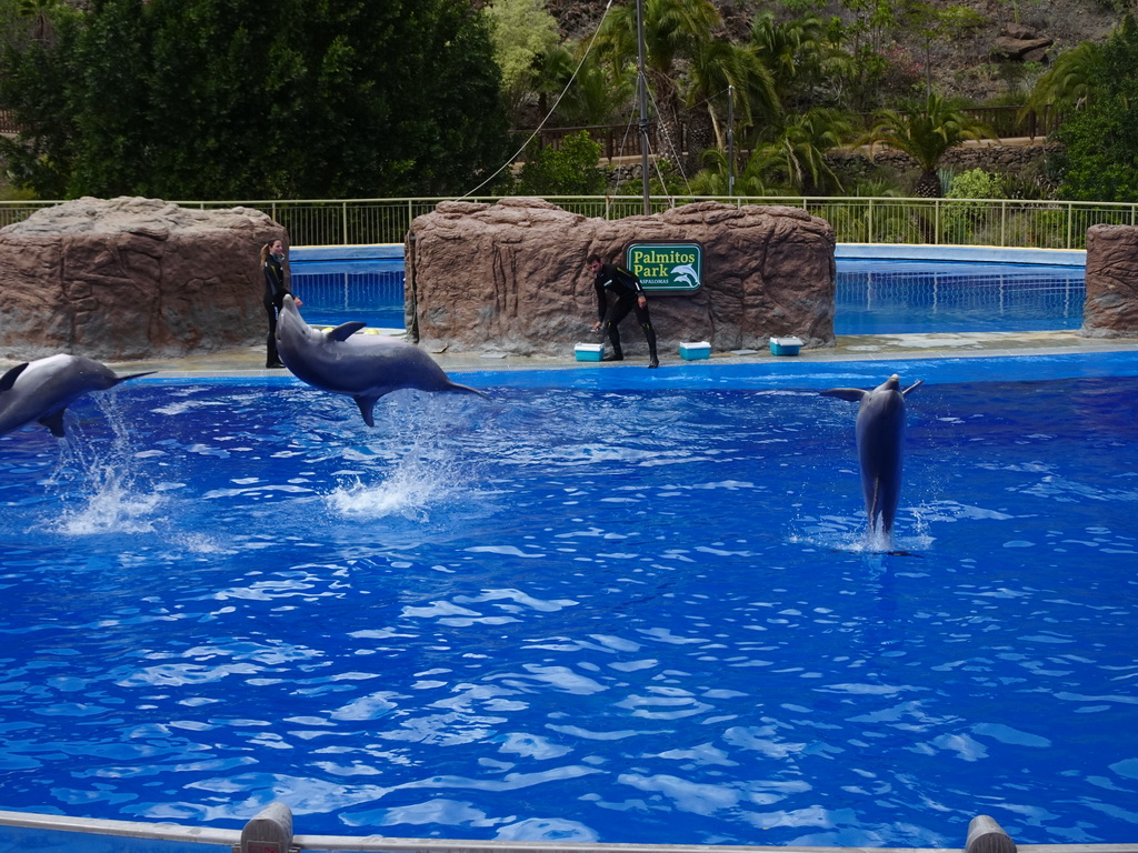 Zookeepers and Jumping Dolphins at the Dolphinarium at the Palmitos Park, during the Dolphin Show