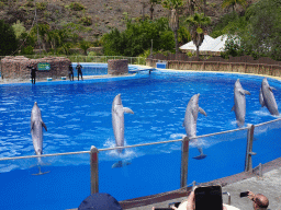 Zookeepers and Standing Dolphins at the Dolphinarium at the Palmitos Park, during the Dolphin Show