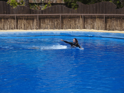 Zookeeper and Dolphin at the Dolphinarium at the Palmitos Park, during the Dolphin Show