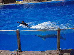 Zookeeper and Dolphin at the Dolphinarium at the Palmitos Park, during the Dolphin Show