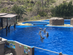 Zookeepers and Dolphins at the Dolphinarium at the Palmitos Park, during the Dolphin Show