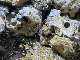 Spider Shrimp eating at the Blue Reef Aquarium at the Palmitos Park