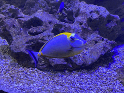 Fishes at the Blue Reef Aquarium at the Palmitos Park